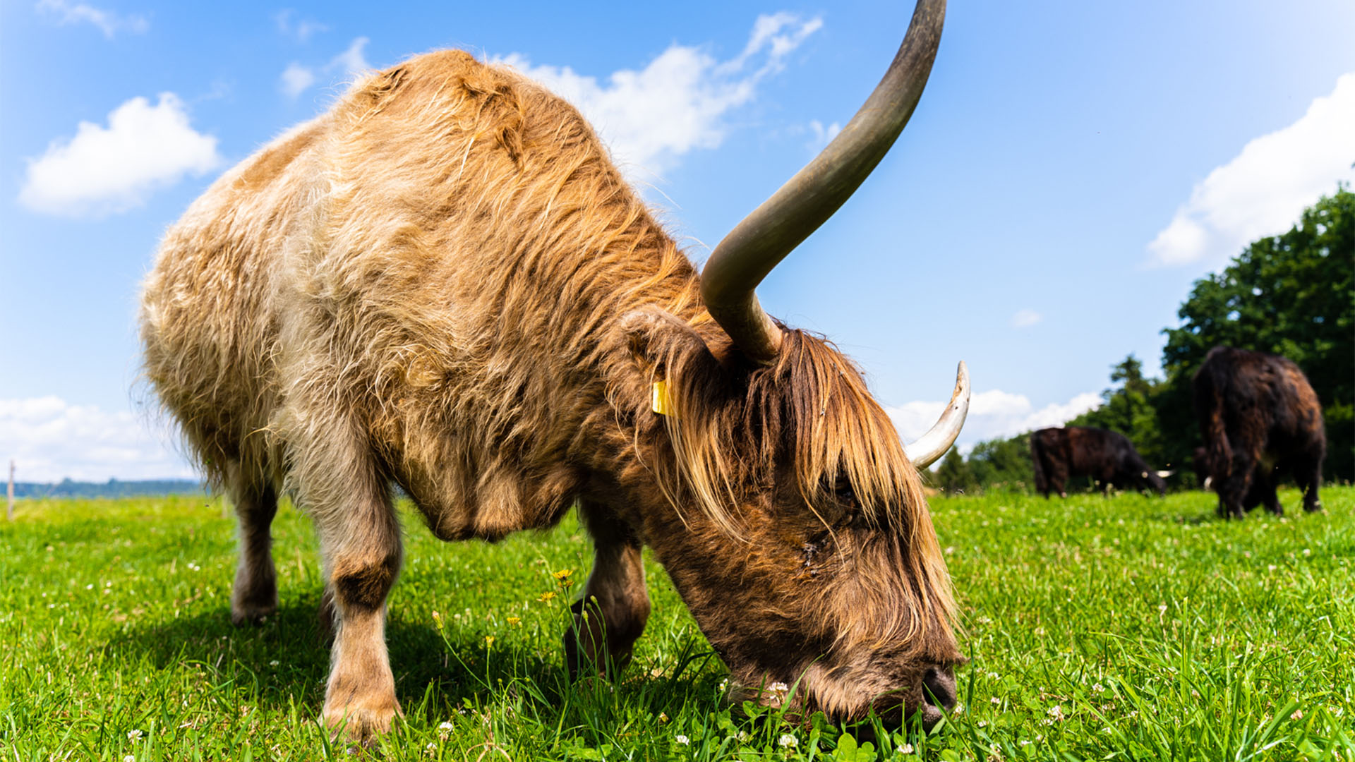Schottisches Hochlandrind beim grasen